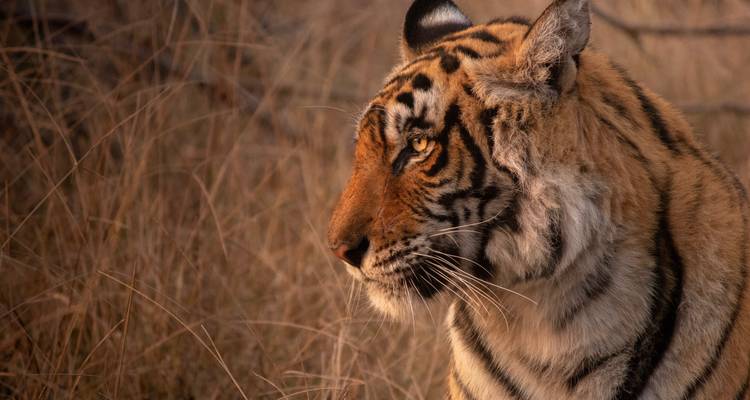 Ruta del tigre de Bandhavgarh Ranthambore - GoBook India Tours 6