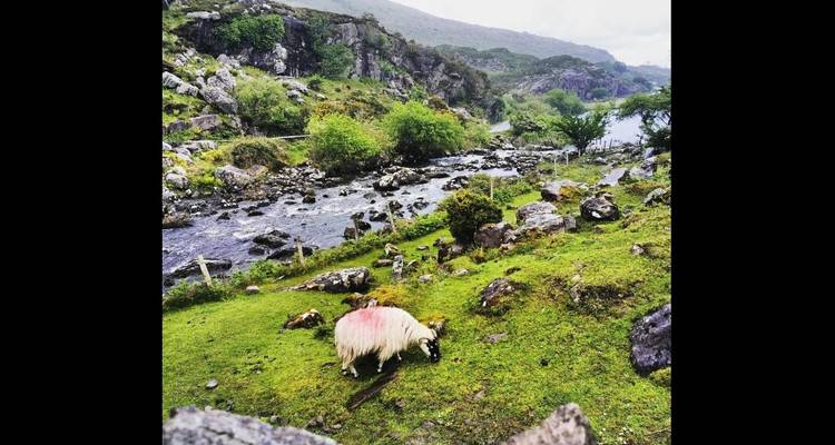 8 días en Irlanda en un periquete - Viaje en autobús para grupos pequeños - Irish Tours For You 2