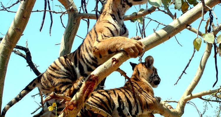 14 Days India Tiger Tour with Taj Mahal and Jim Corbett (ALL INCLUSIVE) - Travel Con 6
