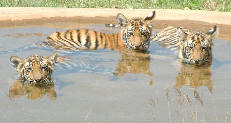 14 Days India Tiger Tour with Taj Mahal and Jim Corbett (ALL INCLUSIVE) - Travel Con 9