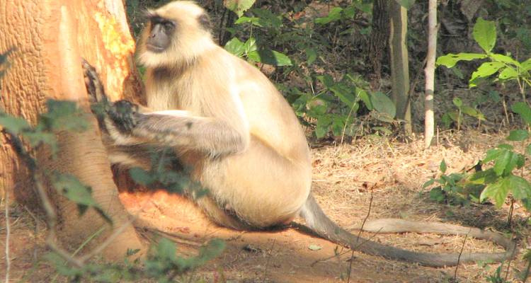 14 Days India Tiger Tour with Taj Mahal and Jim Corbett (ALL INCLUSIVE) - Travel Con 10
