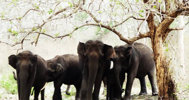 13 Days Romantic Karnataka Wildlife Safari Tour from Bangalore (ALL INCLUSIVE) - Travel Con 2