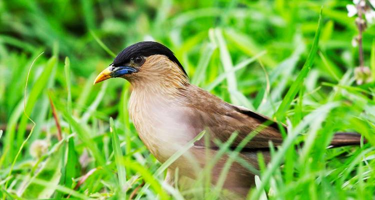 13 Days Romantic Karnataka Wildlife Safari Tour from Bangalore (ALL INCLUSIVE) - Travel Con 3