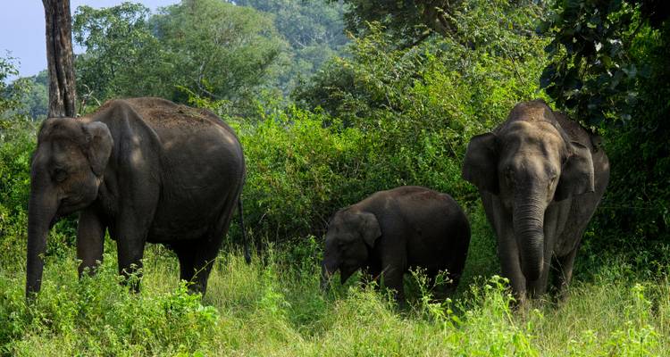 13 Days Romantic Karnataka Wildlife Safari Tour from Bangalore (ALL INCLUSIVE) - Travel Con 4