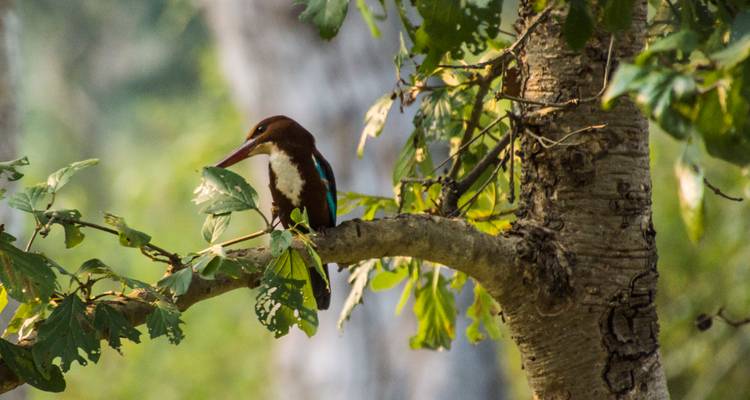 13 Days Romantic Karnataka Wildlife Safari Tour from Bangalore (ALL INCLUSIVE) - Travel Con 7