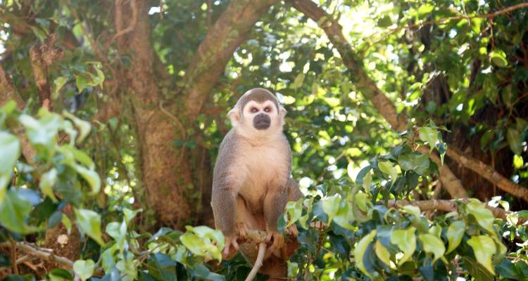 Ecuador's Andes & Amazon - Miller Reisen 6