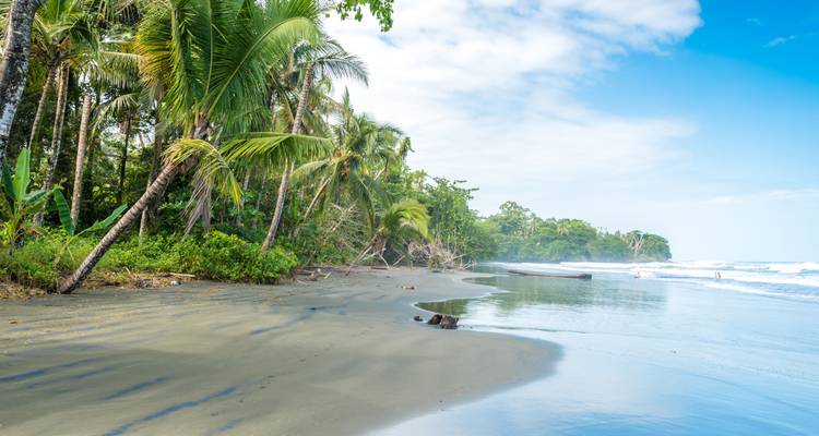 Idyllic tropical beach with palm trees and clear blue water.