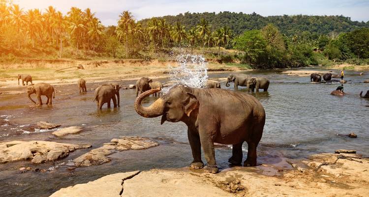 Luxury Tour Around Tropical Islands - Sri Lanka 08 Nights 09 days - Explore Vacations PVT Ltd 4