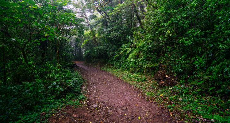 Forêt de nuages, volcans et canal de Panama - Miller Reisen 7