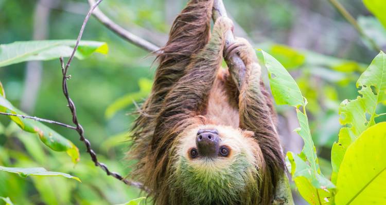 Close-up of a two-toed sloth hanging upside-down from a branch in lush rainforest.