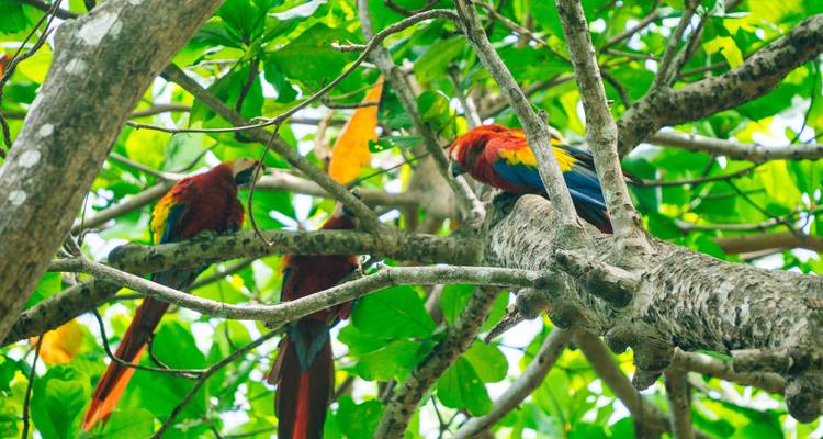 Nature pure Costa Rica - Miller Reisen 4