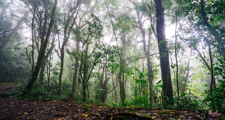 Nature pure Costa Rica - Miller Reisen 3