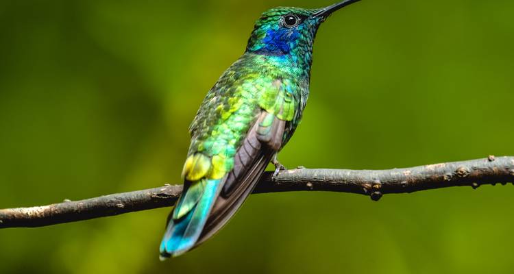 Levendige close-up van een glitterend groen en blauw kolibrie op een takje tegen een wazig bosachtergrond