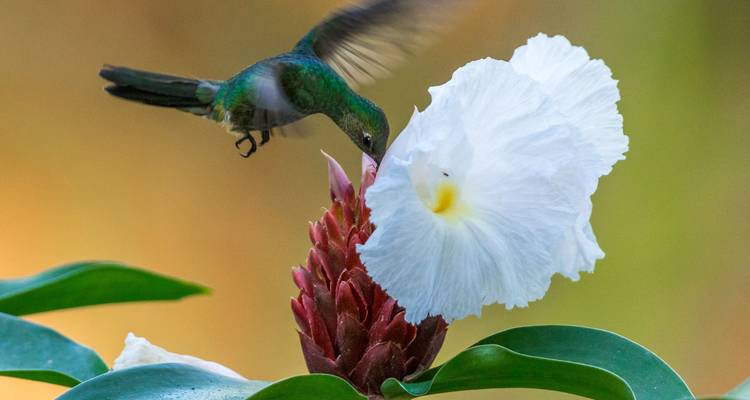 Een levendige groene kolibrie hangt bewegingloos in de lucht en drinkt nectar uit een grote witte bloem tegen een zachte achtergrond.