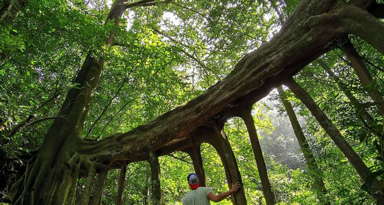 Een solo wandelaar kijkt omhoog naar een enorme, met wortels bedekte boomtunnel in een weelderig groen regenwoud.