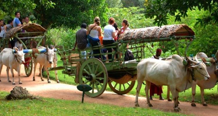 Le Sri Lanka en toute sérénité : Un voyage magique de 5 jours - Apple Vacations Pvt Ltd 1