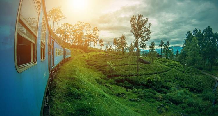 Tren azul serpenteando a través de exuberantes plantaciones de té verdes durante el atardecer.