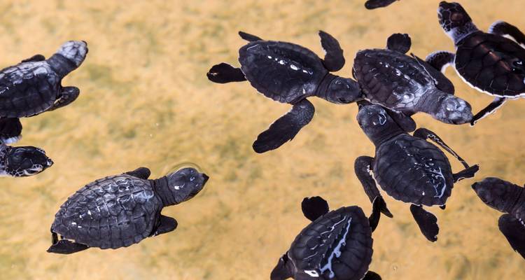 Several small turtles swimming in clear water.