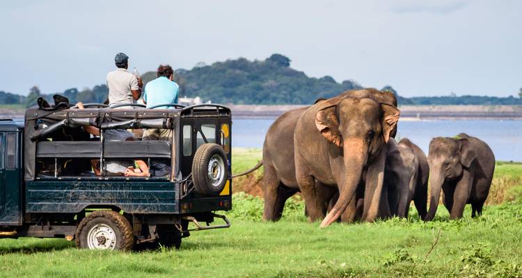 A group of people on a safari vehicle observing elephants in the wild.