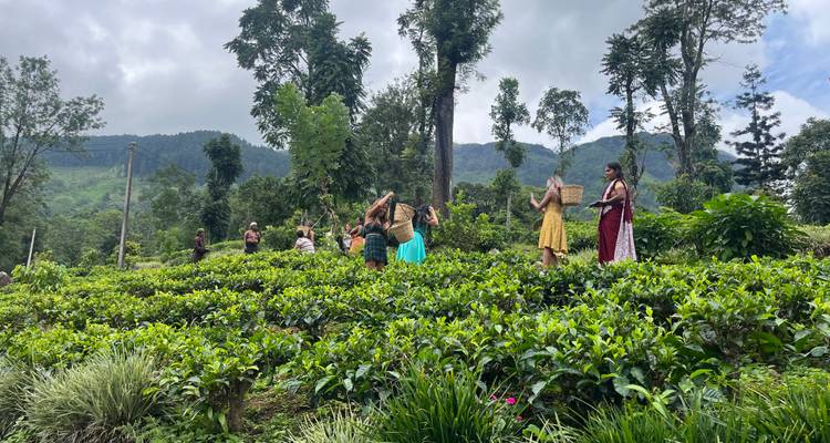 A group of people walking through a lush tea plantation.