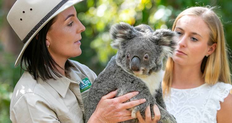 Dos mujeres mirando un koala que está siendo sostenido por un cuidador.