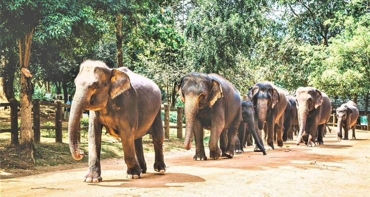 Gemas exóticas de Lanka: Viaje cultural y natural de 8 días - Apple Vacations Pvt Ltd 8