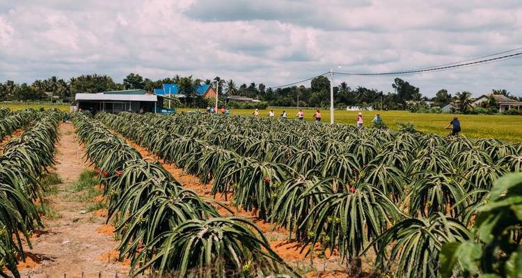 Plantation de fruits du dragon avec des gens au loin.