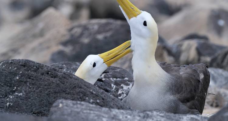 Pareja de albatrosses ondulados con picos amarillos interactuando entre rocas volcánicas oscuras.