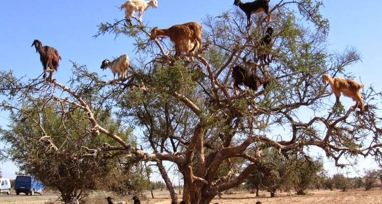 3 Days Discovery from Agadir to Essaouira, Marrakech & Ouzoud water falls. - Okeytours 2