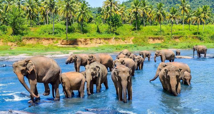 Descubre lo mejor de Sri Lanka: de la belleza costera a las maravillas culturales paquete de lujo - Apple Vacations Pvt Ltd 4
