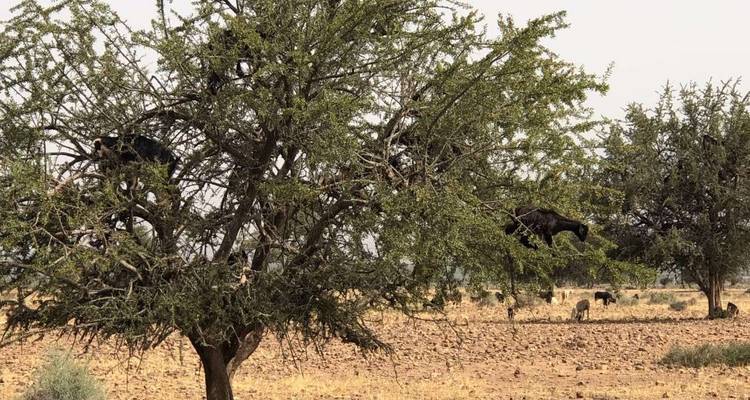 2 jours dans le désert de Zagora à partir d'Agadir, y compris une promenade à dos de chameau et un campement dans le désert berbère - Okeytours 4