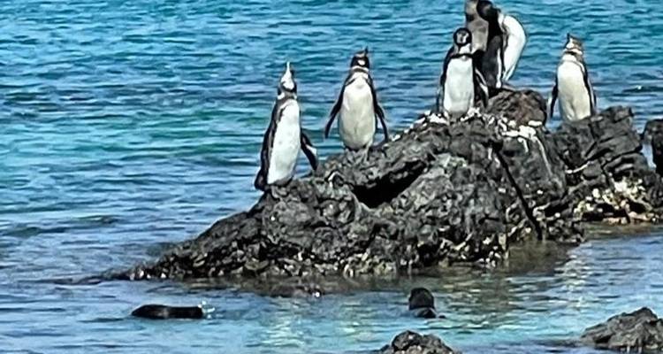 11 Days Galapagos Full Experiences " Santa Cruz- Isabela - San Cristobal " - PERFECT DESTINY 9
