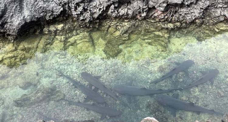 11 Days Galapagos Full Experiences " Santa Cruz- Isabela - San Cristobal " - PERFECT DESTINY 10