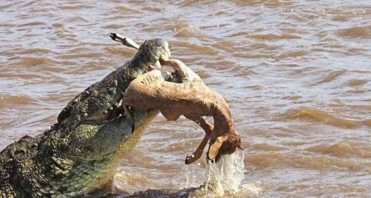 Reserva de caza Masai Mara - Click Expeditions 7