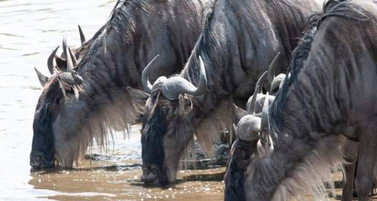 Reserva de caza Masai Mara - Click Expeditions 8