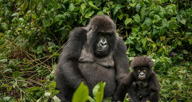 2 días de excursión a los gorilas en Bwindi desde Kigali/Ruanda - Ubuntu Voyages 1