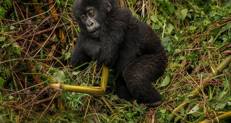 2 días de excursión a los gorilas en Bwindi desde Kigali/Ruanda - Ubuntu Voyages 2
