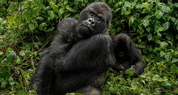 2 días de excursión a los gorilas en Bwindi desde Kigali/Ruanda - Ubuntu Voyages 3