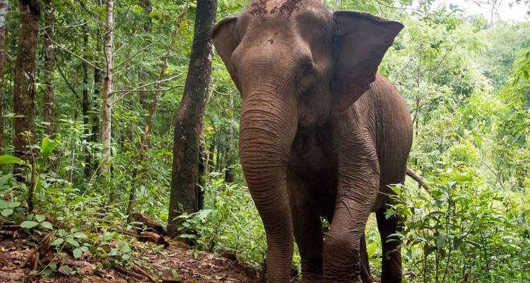 Descubre Camboya 16 días en Circuito Privado con Expertos Locales - About Cambodia Travel & Tours 6