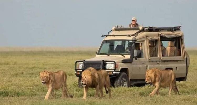Safari voertuig met leeuwen die lopen in de savanne.