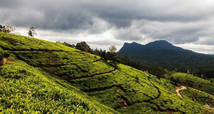 Des collines ondulantes couvertes de plantations d'un vert éclatant sous un ciel nuageux.