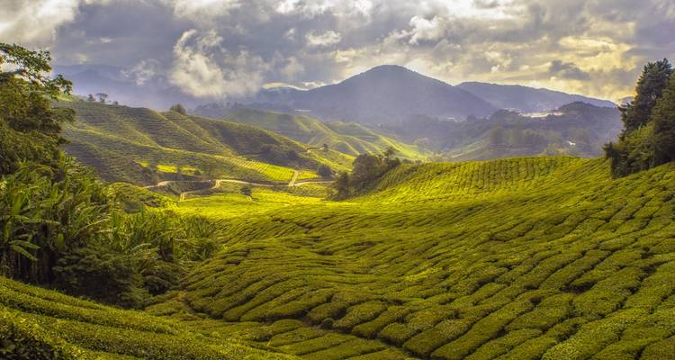 Cultural Treasures and Natural wonders, Sri Lanka's Splendorous path - Apple Vacations Pvt Ltd 8