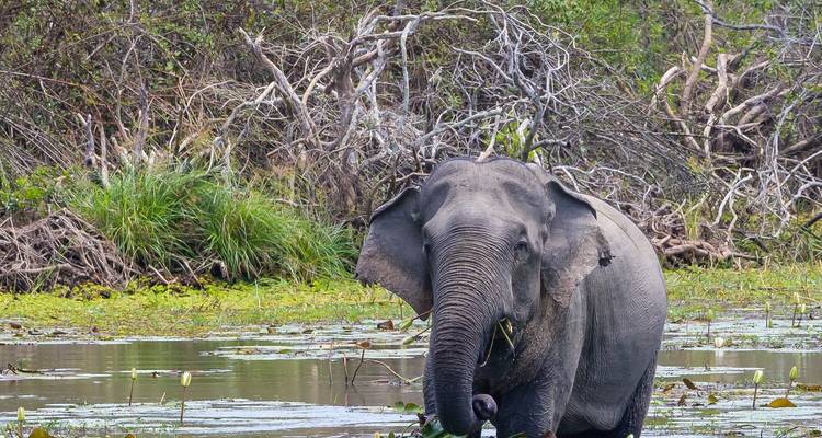 Trésors culturels et merveilles naturelles, le chemin splendide du Sri Lanka - Apple Vacations Pvt Ltd 10