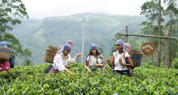 Des touristes portant des bandanas cueillant à la main les feuilles de thé dans les highlands luxuriants du Sri Lanka.