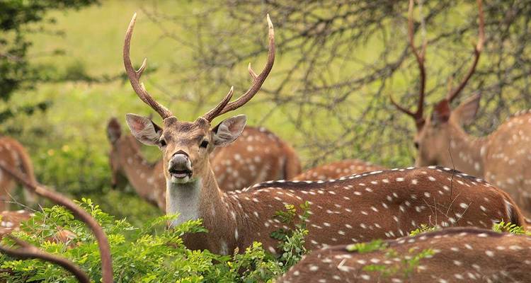 La aventura Ultimate en Sri Lanka - Apple Vacations Pvt Ltd 10