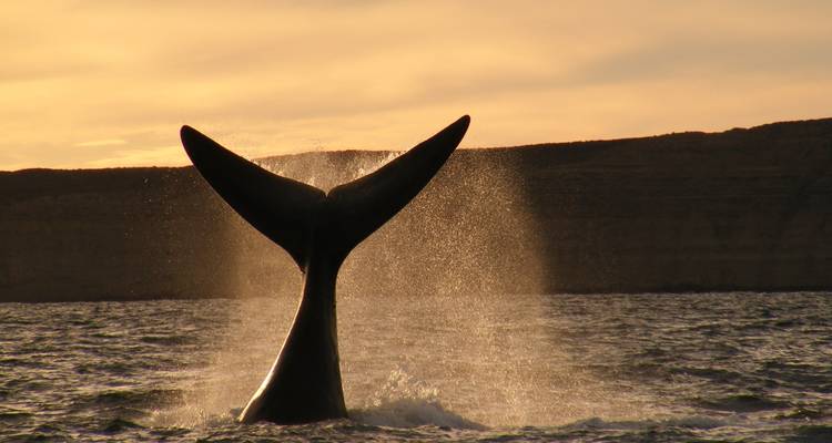 Tail of a whale emerging from the sea during sunset.