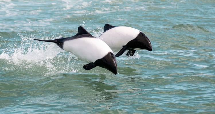 Two dolphins leaping out of the water.