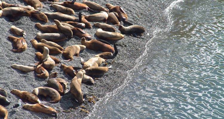 Sea lions lounging on a pebbly beach at the water's edge.