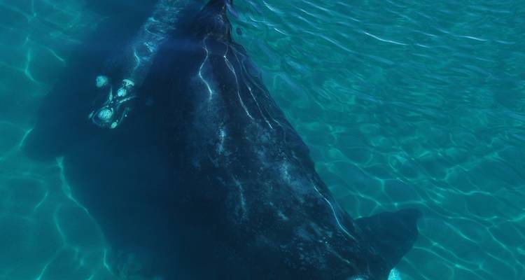 Underwater view of a large whale close to the ocean surface.