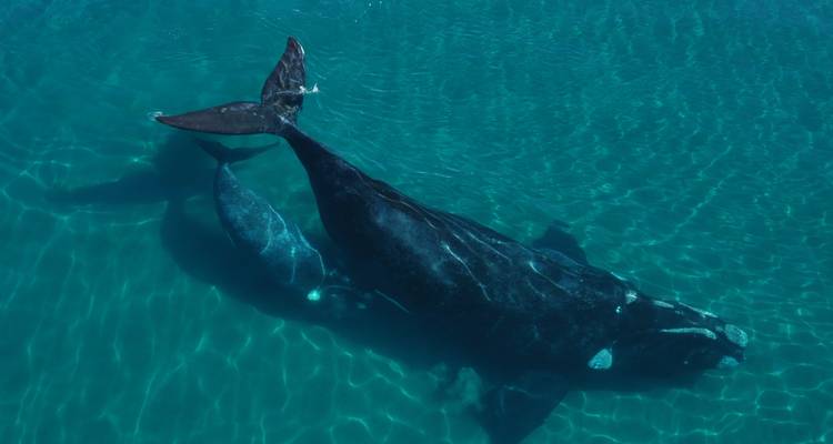 A mother whale with a calf swimming in clear waters.